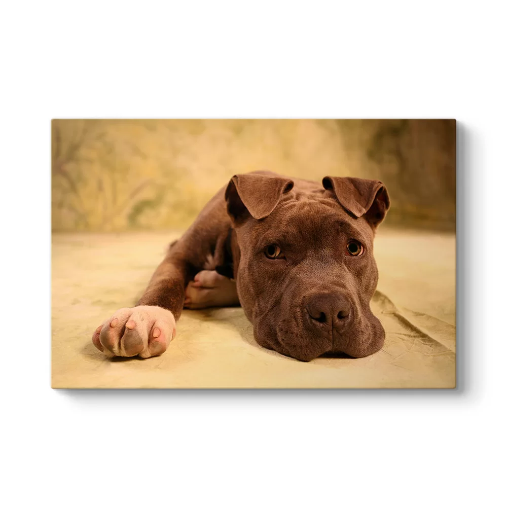 Yavru Pitbull Tablosu - Model 1